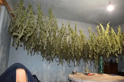 Konoplja se sušila u zatvorenom/Foto: PU bjelovarsko-bilogorska