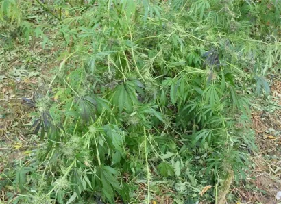 Foto: PU bjelovarsko-bilogorska