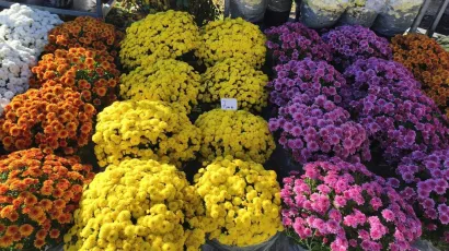 Foto: Gradska tržnica Daruvar