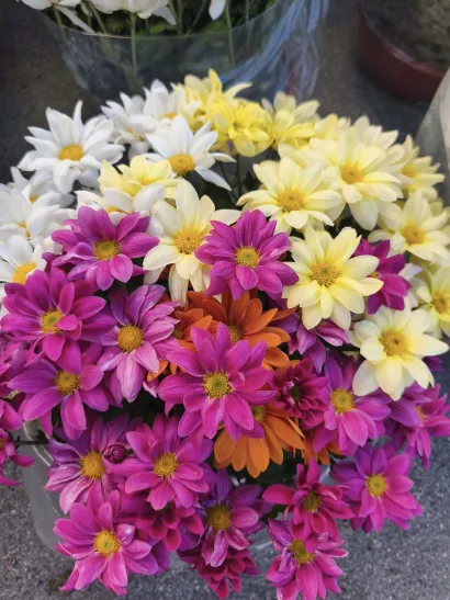 Foto: Gradska tržnica Daruvar