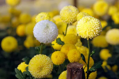 Foto: Goran Šebelić/CROPIX        