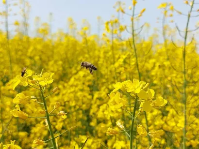 Pčele su Snježanina velika ljubav/Foto: Snježana Farkaš