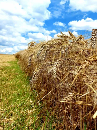 Foto: Snježana Farkaš