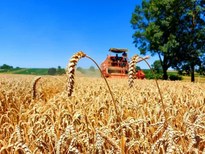 Prekrasna moslavačka žitna polja/Foto: Snježana Farkaš