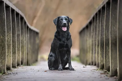 Labrador/Foto: Unsplash