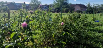 Sanjine ljepotice ruže/Foto: Privatni album