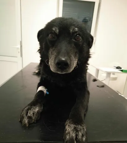 Foto: Udruga Vau Vau