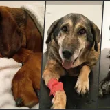 Foto: Udruga Vau Vau