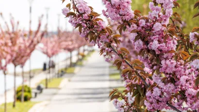 Japanska trešnja najljepša je u proljeće/Foto: Miroslav Slafhauzer/CROPIX (ilustracija)