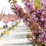 Japanska trešnja najljepša je u proljeće/Foto: Miroslav Slafhauzer/CROPIX (ilustracija)