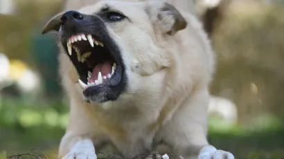 Foto: Pexels (Ilustracija)