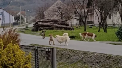 Oavki prizori u Siraču postali su gotovo pa svakodnevni/Foto: Općina Sirač
