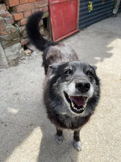 Lea je jedna od 42 psa u azilu/Foto: Udruga Vau Vau