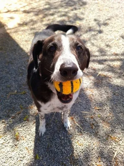 Foto: Udruga Vau Vau