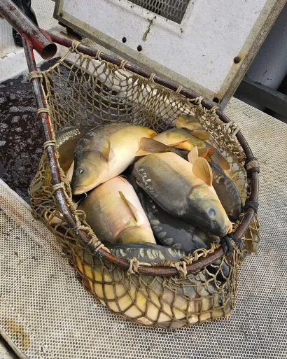 Foto: Ribnjačarstvo Končanica