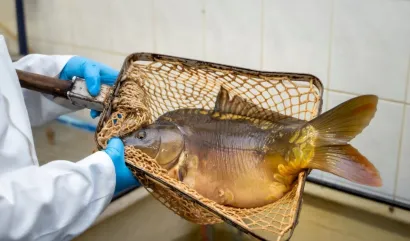 Foto: Ribnjačarstvo Končanica