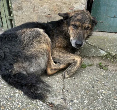 Foto: Szaszi Radone/Facebook