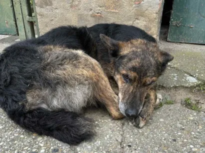 Foto: Szaszi Radone/Facebook