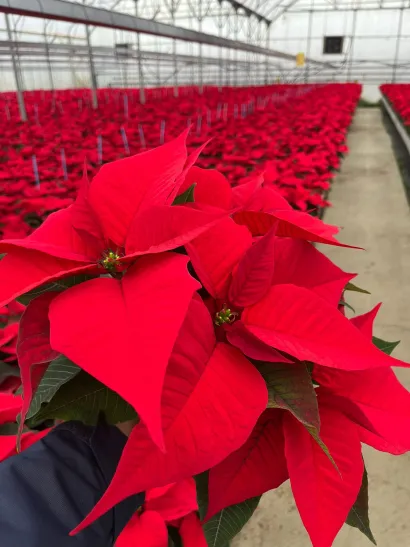 Cvijet bez kojega je mnogima Božić nezamisliv/Foto: Privatni album