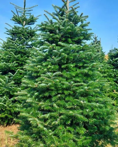 Foto: Privatni album