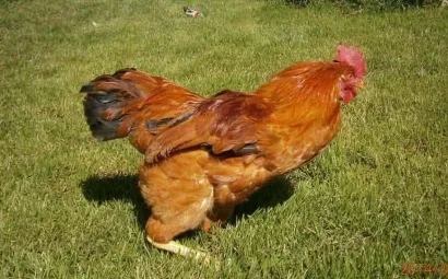 Kre&scaron;o s deformiranim nogama/Foto: Privatni album