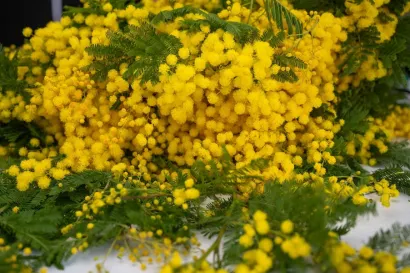 Foto: Predrag Uskoković