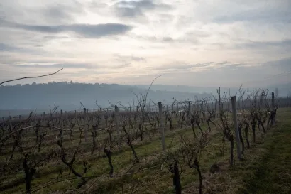 Počela je nova vinogradarska sezona/Foto: Predrag Uskoković
