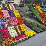 Ponuda cvijeća na daruvarskoj tržnici/Foto: Gradska tržnica Daruvar