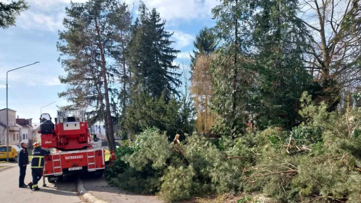 Ru&scaron;enje stabala u Strossmayerovoj/ Foto:MojPortal