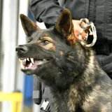 pas je bio bez nadzora/Foto: Srdjan Vrancic/CROPIX (Ilustracija)