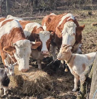 U Grginom konaku čekaju bolje dane/Foto: Grgina arka