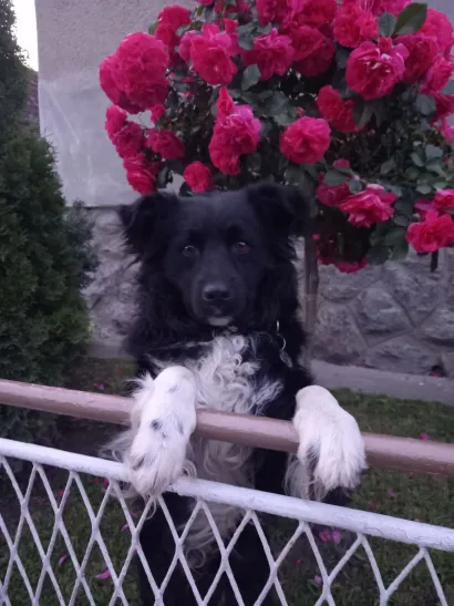 Tori je prona&scaron;ao Peneziće/Foto: Privatni album