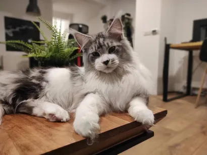 Ash/Foto: Savez felinolo&scaron;kih dru&scaron;tava Hrvatske