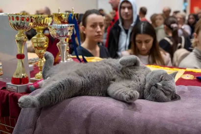 Eye of the Tiger/Foto: Savez felinolo&scaron;kih dru&scaron;tava Hrvatske