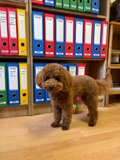 I maleni Hugo redovito dolazi u Kukavicu sa svojom gazdaricom Nikolinom/Foto: Helena Lovrak