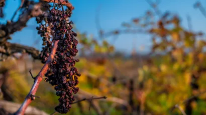 Foto: Freepik (Ilustracija)