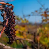 Foto: Freepik (Ilustracija)