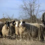 Vlasnika ovce čeka kazna/Foto: Niksa Stipanicev/CROPIX (Ilustracija)