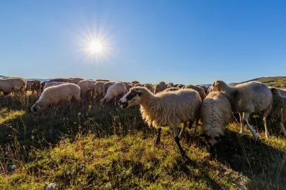 Zvonimir Bari&scaron;in/CROPIX