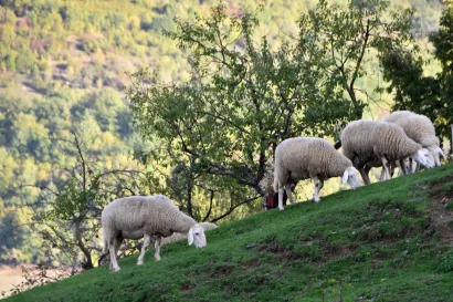 Foto: Du&scaron;ko Maru&scaron;ić/CROPIX