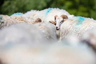 Foto: Matija Đanje&scaron;ić/CROPIX