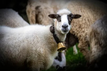 oto: Ivana Nobilo/CROPIX