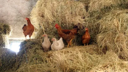 Foto: Jure Mi&scaron;ković/CROPIX (ilustracija)