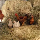 Foto: Jure Mi&scaron;ković/CROPIX (ilustracija)