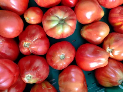 Rajčica za prste polizati/Foto: Privatni album