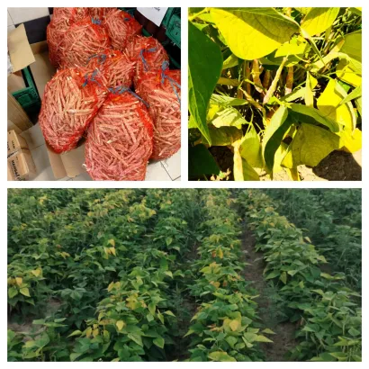 Za ovim grahom kupcu su ludi/Foto: Privatni album