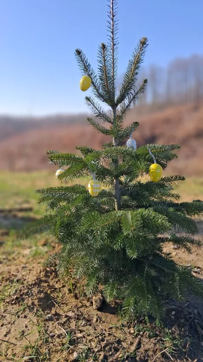 Nova jela na Lipinom brijegu/Foto: Udruga Lipa Gare&scaron;nica