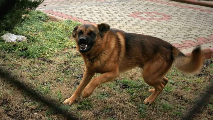 Foto: Jure Mi&scaron;ković/CROPIX (Ilustracija)