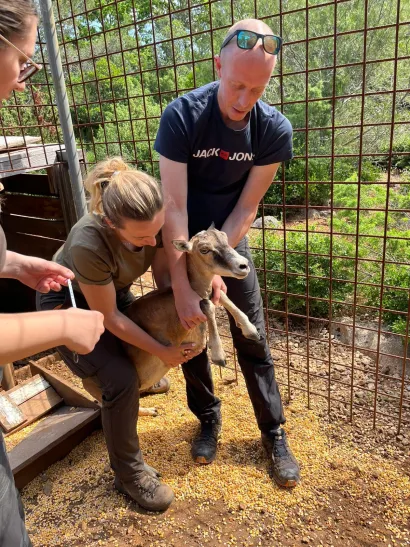 Ana sa ženkom muflona tijekom istraživanja ove fascinantne životinjske vrste/Foto: Privatni album