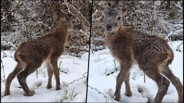 Foto: Tomo Marković